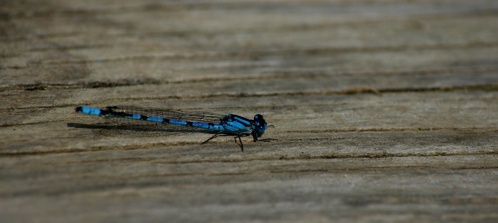 Eine blaue Federlibelle legt eine kleine Pause ein.
(01.07.2010) 
