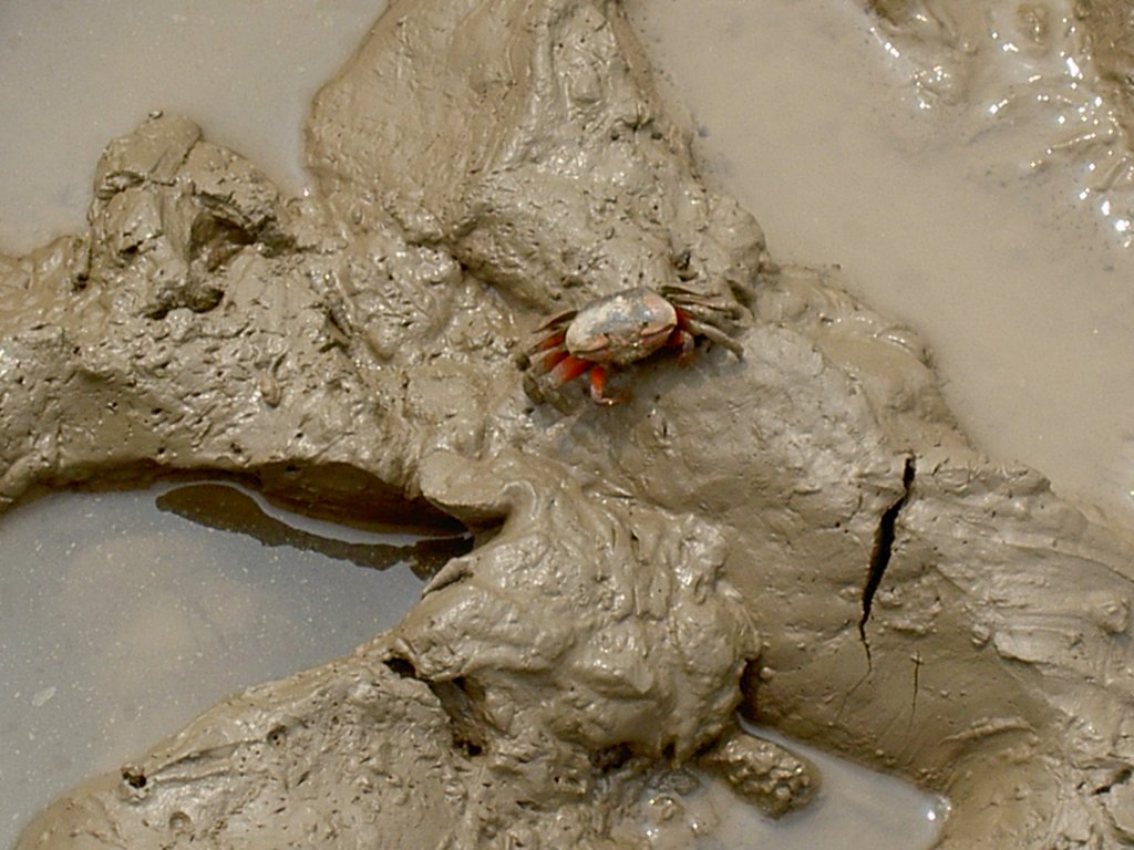 Eine einsame Krabbe an der Jangtse-Mndung.