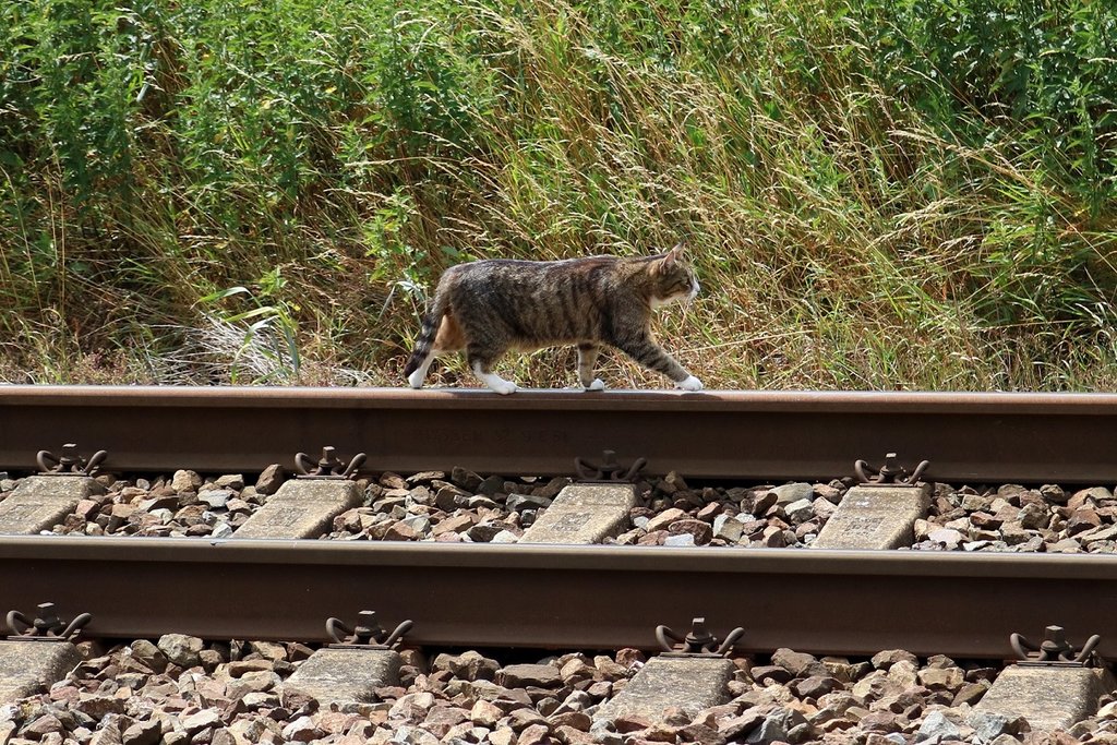 Eine getigerte Katze spaziert ruhig ber die Bahngleise am Haltepunkt Zscherben. [4.7.2017 - 12:38 Uhr]