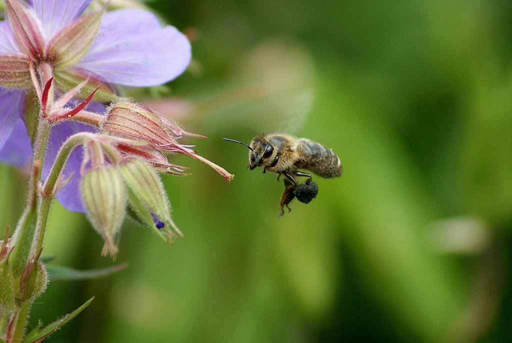 Eine Glockenblumen-Sgehornbiene beim Nektar sammeln.
(07.06.2010)