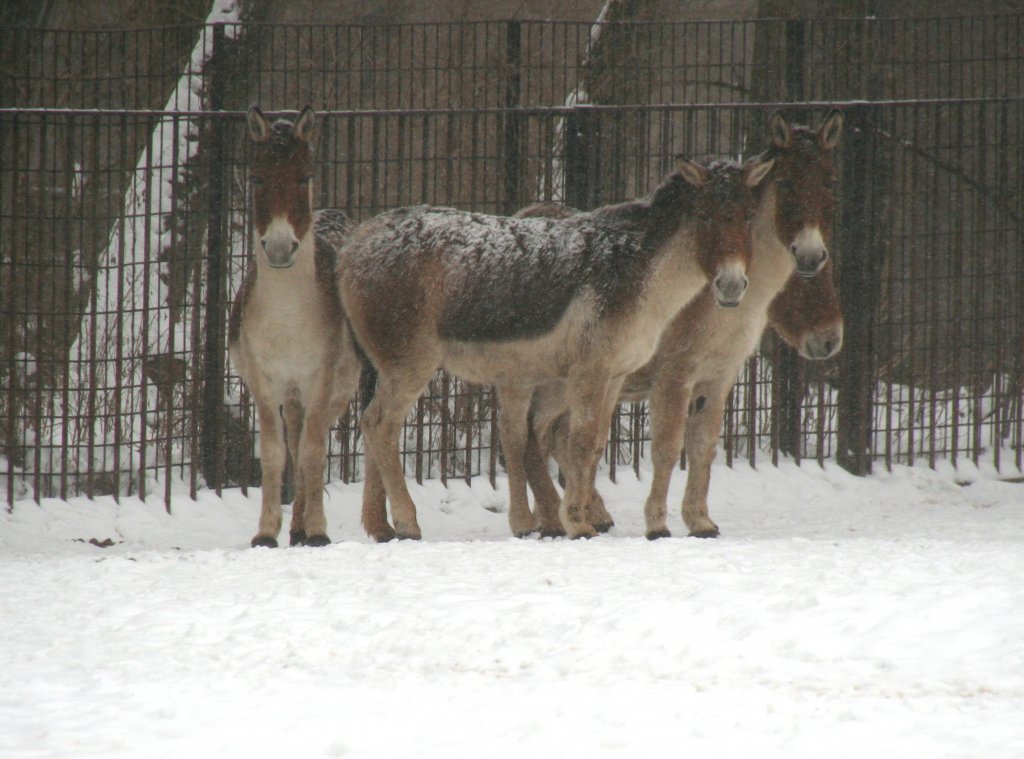 Eine Gruppe stlicher Kiangs (Equus kiang holdereri) am 9.1.2010 im Tierpark Berlin.