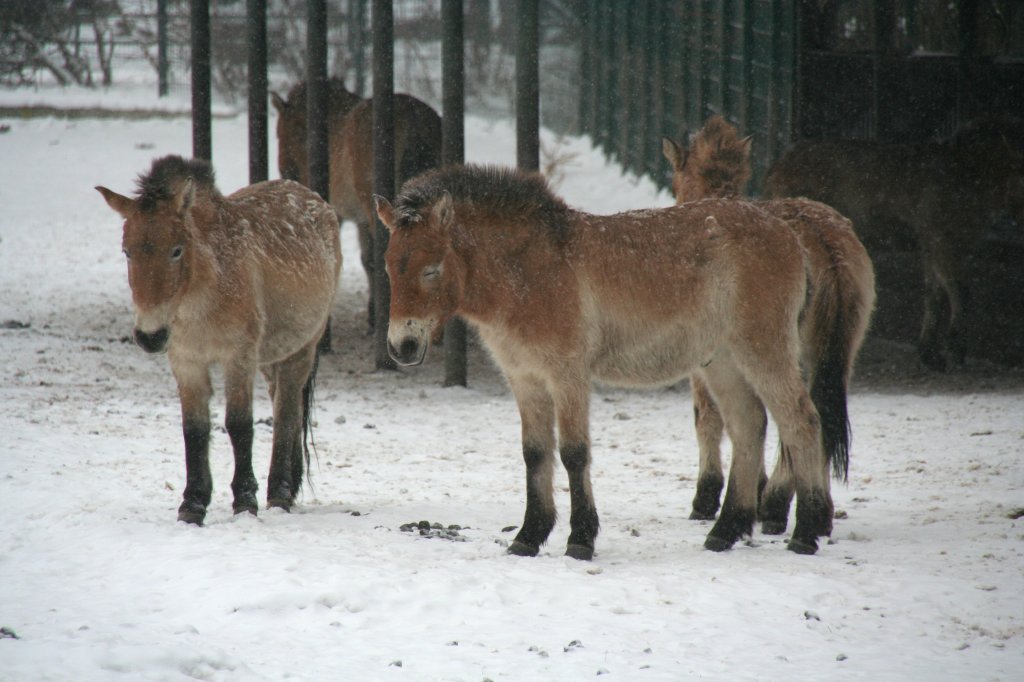 Eine Gruppe Przewalski-Urwildpferde (Equus przewalskii) am 9.1.2010 im Tierpark Berlin.
