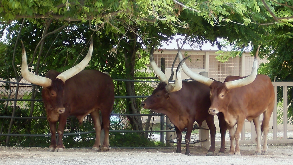 Eine kleine Herde Texanischer Longhorns im Zoo von Houston, TX (27.05.09)