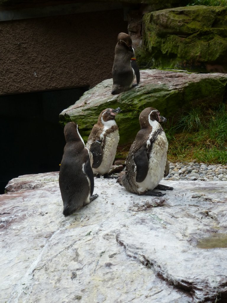 Eine Pinguinfamilie im Tierpark in Nrnberg am 29.07.2013.