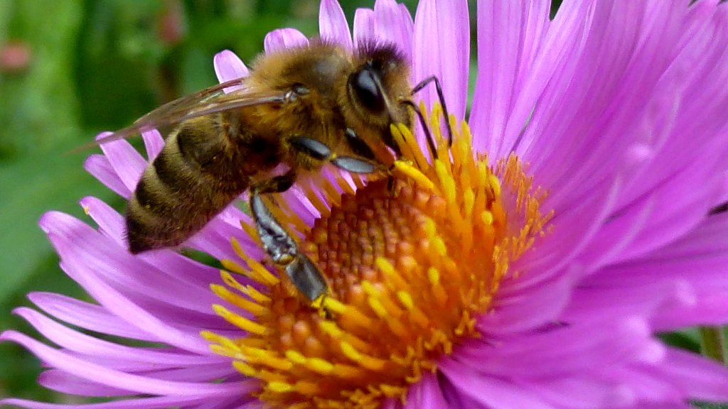Eine Wespe auf einer Blume. 07.09.12
