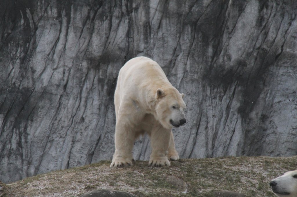 Eisbr am 9.2.2010 im Zoo Karlsruhe. Die Felswand im Hintergrund wirkt wie der Rand eines Gletschers.
