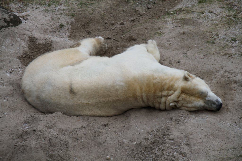Eisbr beim Schlafen. Zoo Karlsruhe am 9.2.2010.