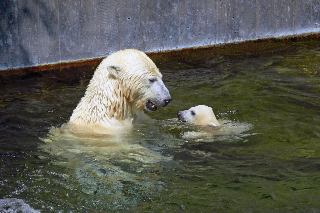 Eisb�r Wilb�r beim Spielen mit Mama Corinna, Wilhelma 06.05.2008 