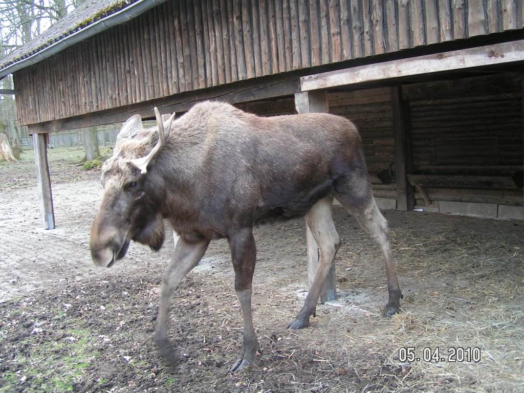 Elchkuh im Wisentgehege bei Springe.  