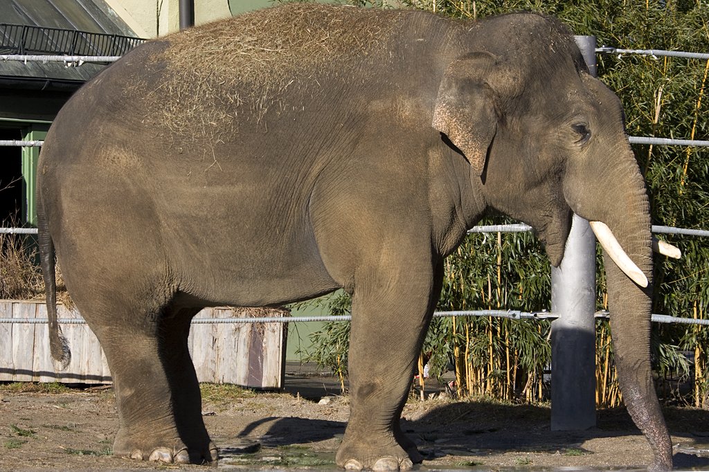 Elefant, 08.01.2008 Mnchen