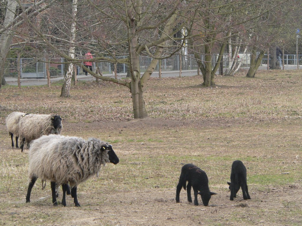 Eltern- und Jungtiere der Rasse  Rauhwolliges Pommersches Landschaf  im Landschaftspark Herzberge, Berlin. April 2010