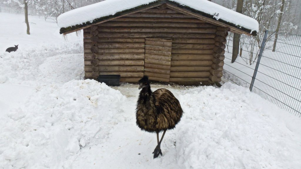 Emu im Tiergehege Zeulenroda. Foto 25.02.13