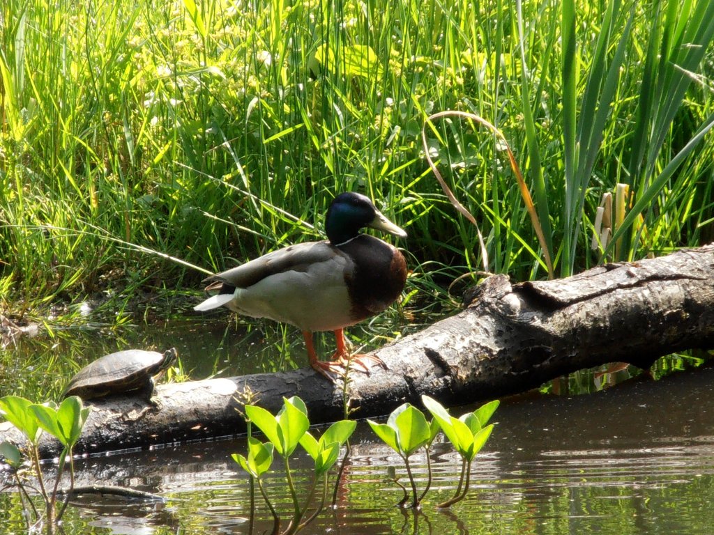 Ente und Schildkrte im Teich. Foto 30.05.2012
