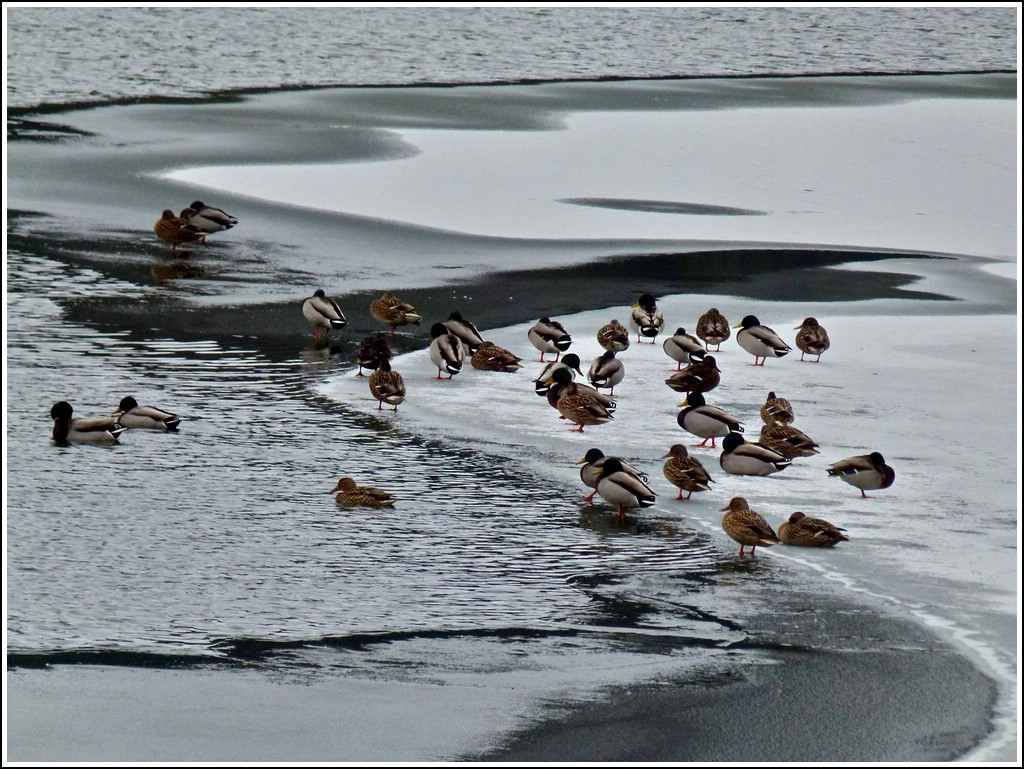 Enten auf dem zugefrorenen Stausee der Obersauer aufgenommen in der Nhe von Liefrange am 13.02.2012. (Hans)