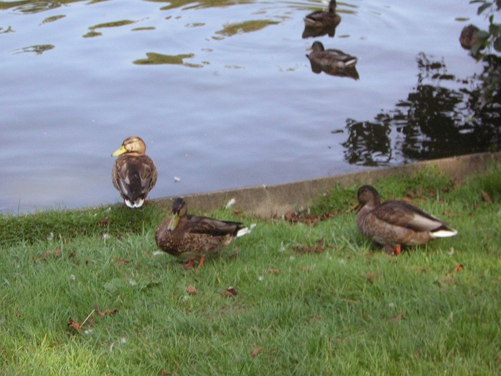 Enten im Deutsch-Franzsichen-Garten in Saarbrcken.