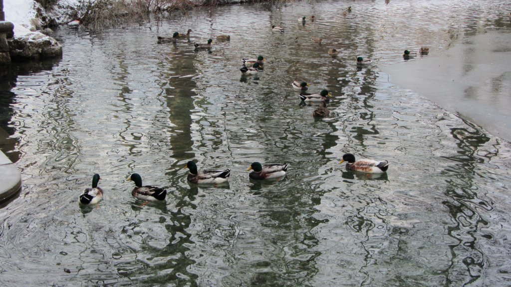 Enten schwimmen im Teich im Matzen Park bei Brixlegg am 4.2.2012. Da ist es nie zugefroren, da durch Fliewasser eines kleinen Baches alles vom Zufrieren geschtzt ist.