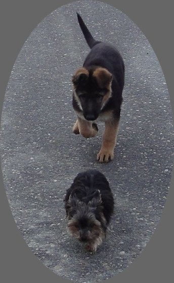 Enya (schferhund) und Jamie (TERRIER)
wir wandern...