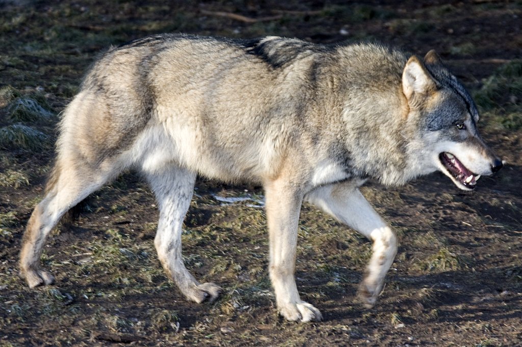 Europischer Wolf, 08.01.2008 Mnchen