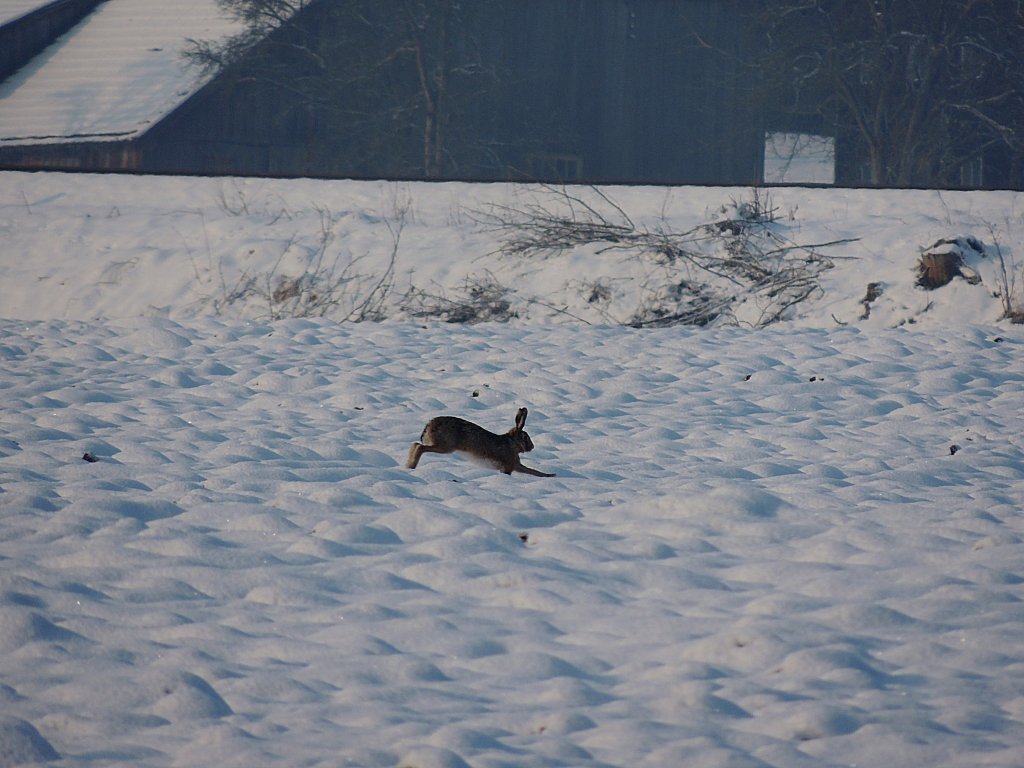 Feldhase bzw. Osterhase 2013 hoppelt auf einem Schneebedecktem Feld entlang der Hausruckbahn; 130401
