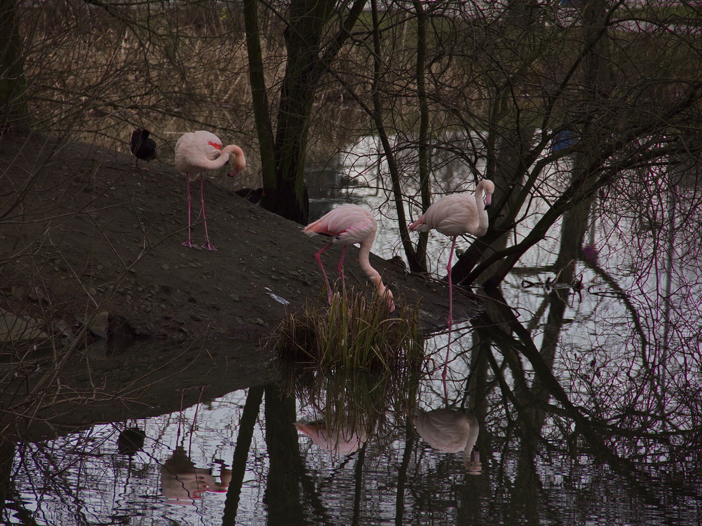 Flamingoteich in Schnefeld, im Ortsteil Schnefeld am 24. Januar 2012