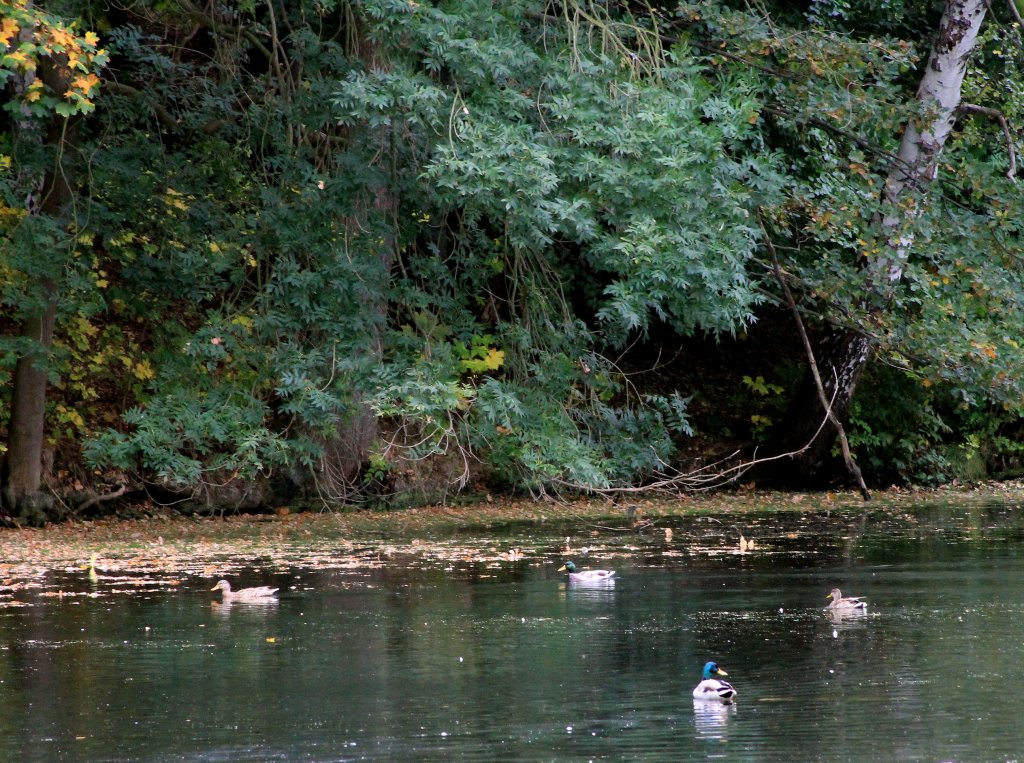 Foto 05.10.2011. Enten auf einen Teich. 