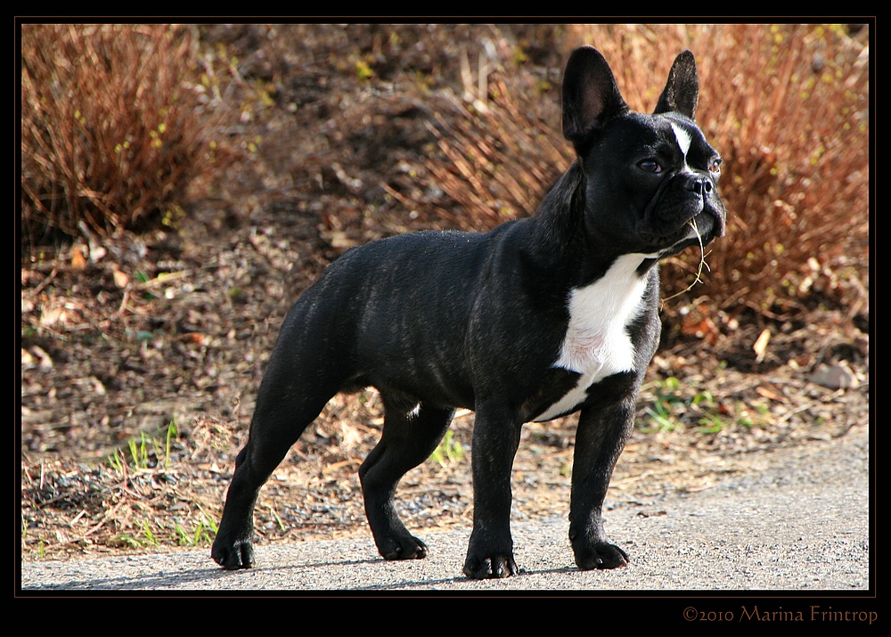 Franzsische Bulldogge - Bouledogue franais - French Bulldog. Rudolfo, Rde, 7 Monate alt, dunkelgestromt. 