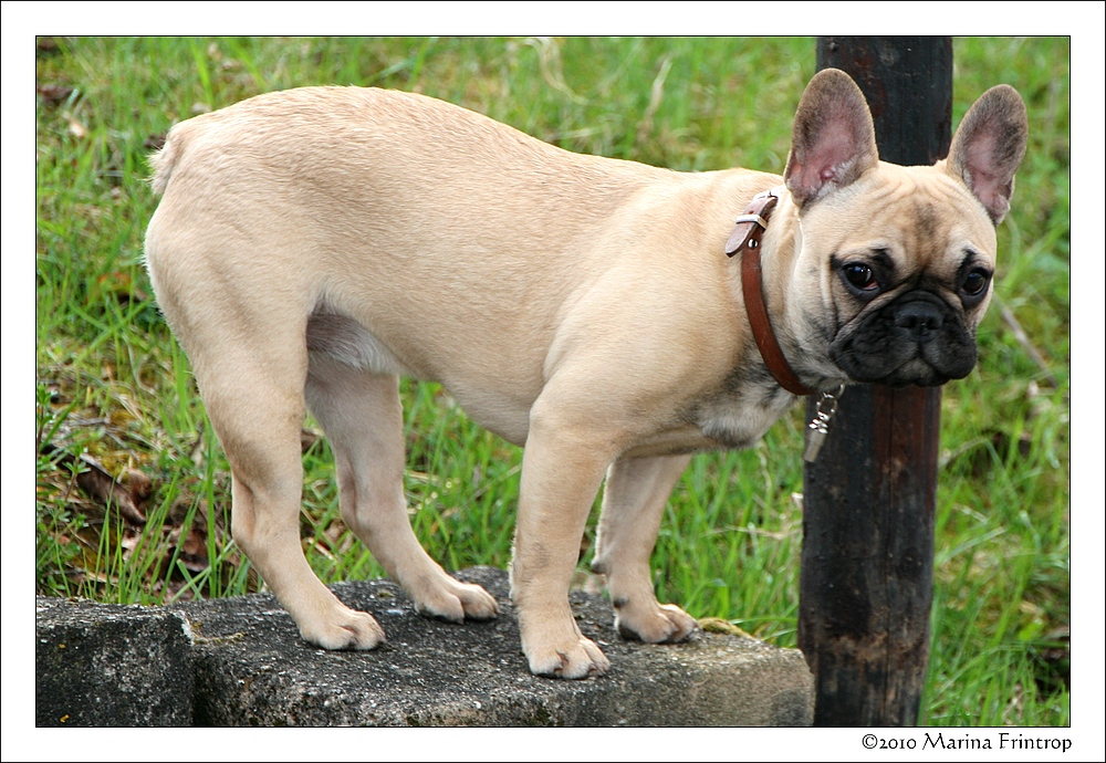 Franzsische Bulldogge - Bouledogue franais - French Bulldog. Fritzi, Hndin, 7 Monate alt.
