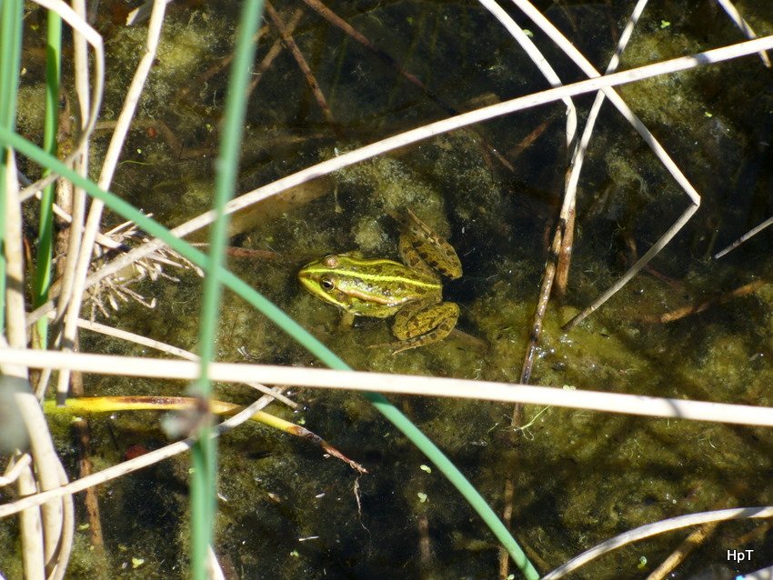Frosch im Gartenteich am 02.05.2007