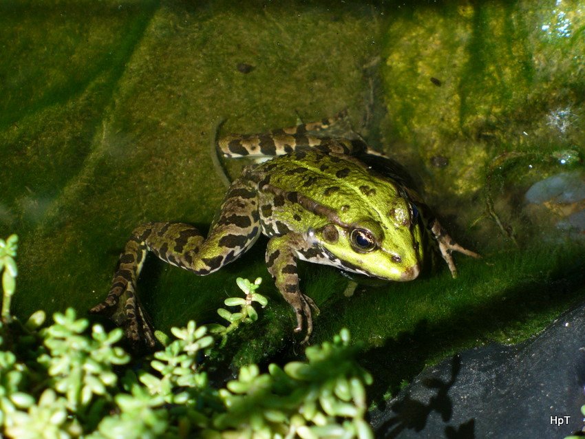 Frosch im Gartenteich am 15.07.2007