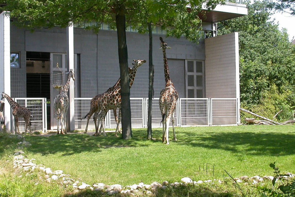 Giraffen beim H�lserecken im Karlsruher Zoo(03.06.2011). Der Standpunkt des Fotografen