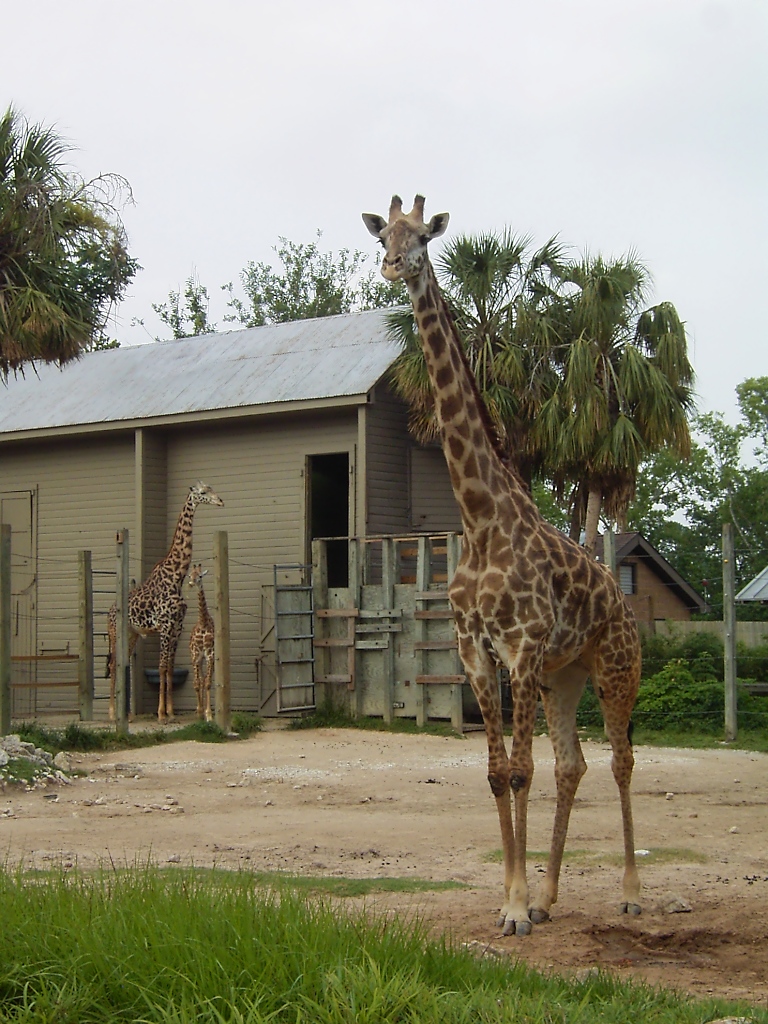 Giraffen im Zoo von Houston, TX (27.05.09)
