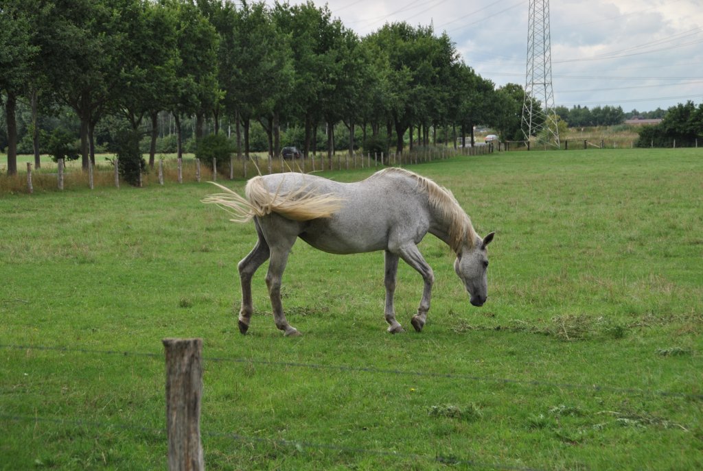 Grauhes Pferd, auf einer Weide/Steinwedel, am 16.06.10.