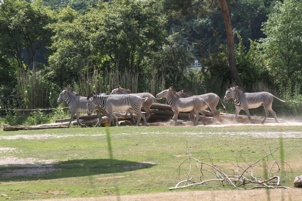Grevy-Zebras (Equus grevyi) am 27.6.2010 im Leipziger Zoo.