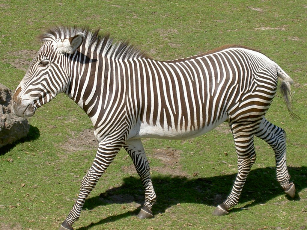 Grevy´s Zebra am 2.7.2006 auf der Savanne im Tierpark Kolmrden.

