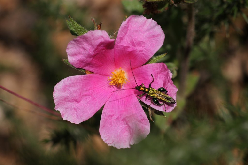 Gr�ner Scheinbockk�fer (Oedemera nobilis) am 18.6.2010 in den Bergen bei