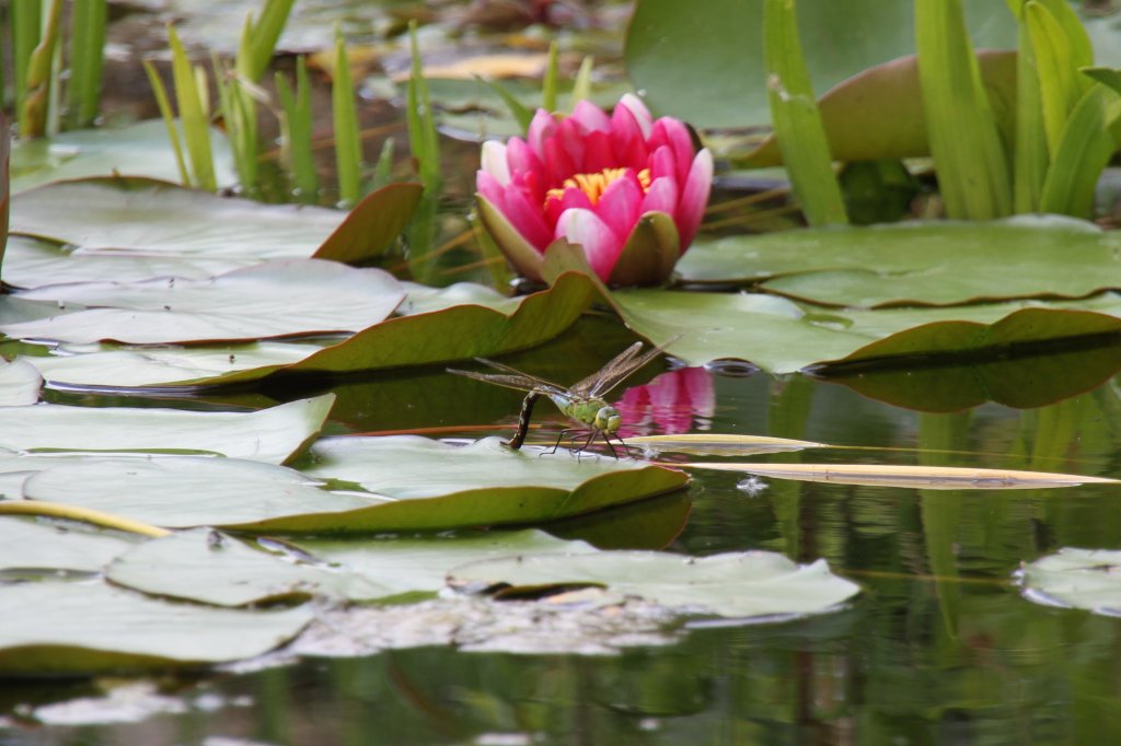 Gro�e K�nigslibelle (Anax imperator) am 22.6.2010 im Leintalzoo. 