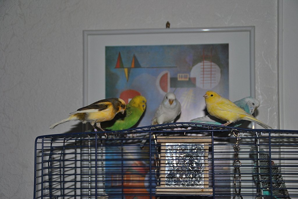 Groe Vogelfamilie auf Bauer.  Foto vom 27.11.10