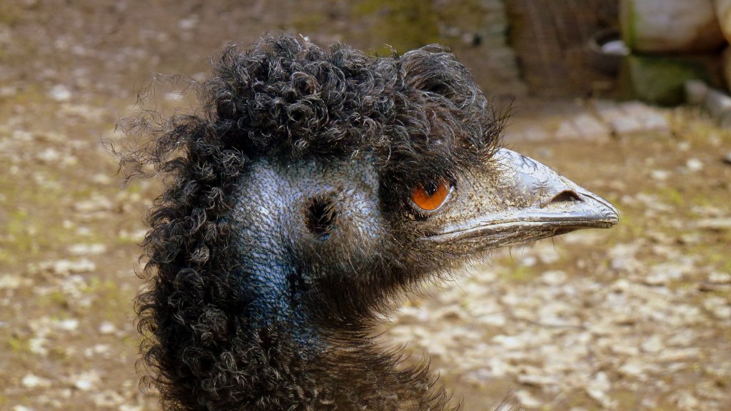 Groer Emu im Tiergehege Zeulenroda. 12.04.13