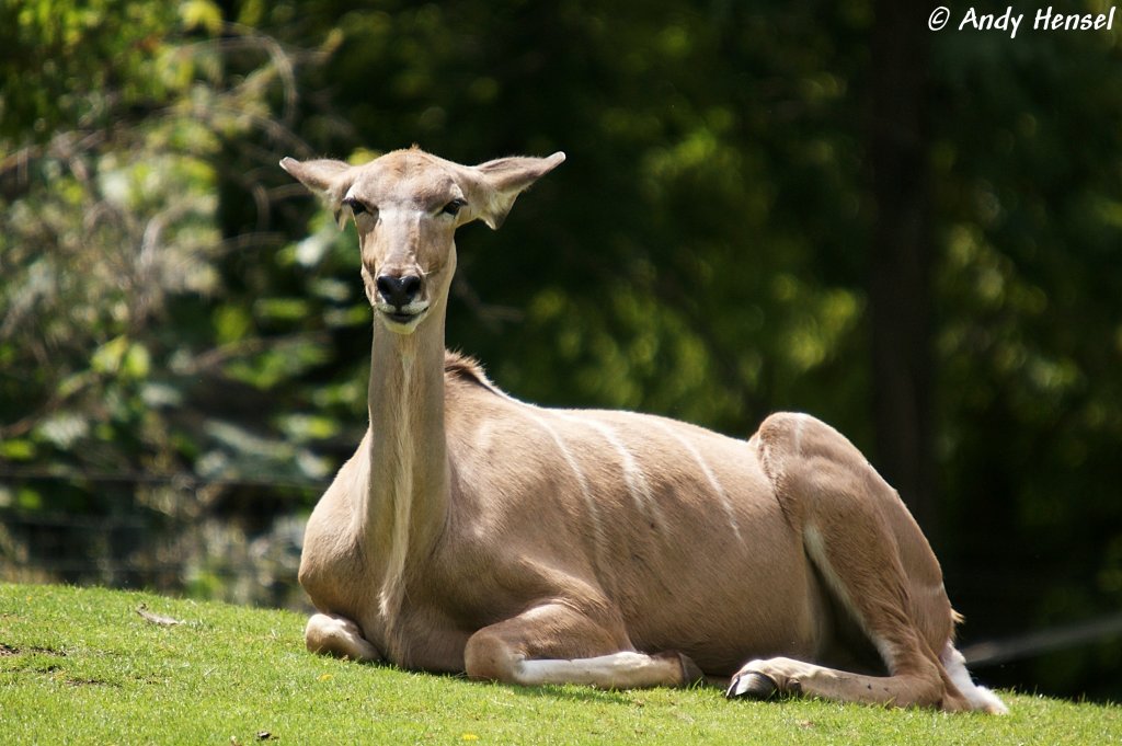 Gro�er Kudu (weibl.)  