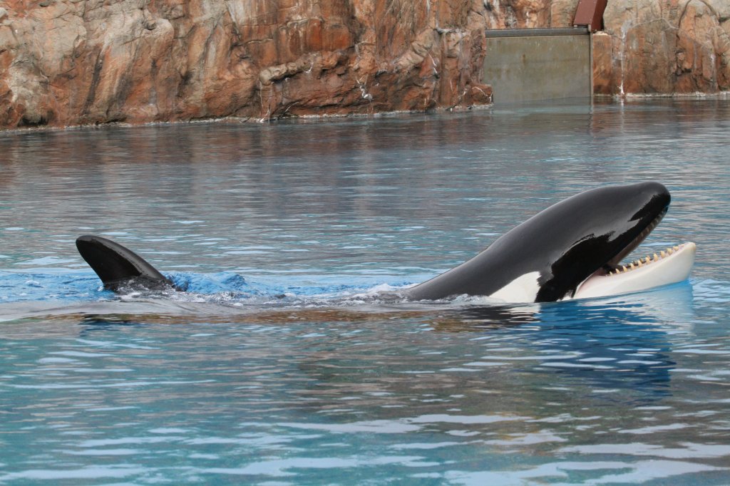 Groer Schwertwal (Orcinus orca) am 3.10.2010 im Marineland in Niagara Falls,ON.

