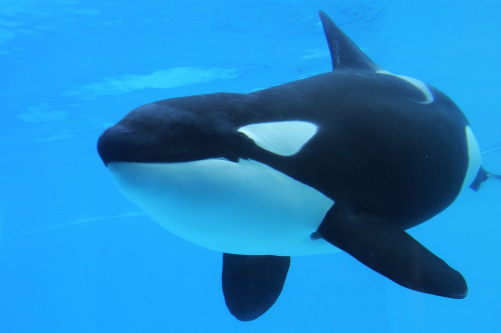 Groer Schwertwal (Orcinus orca) am 3.10.2010 im Marineland in Niagara Falls,ON.