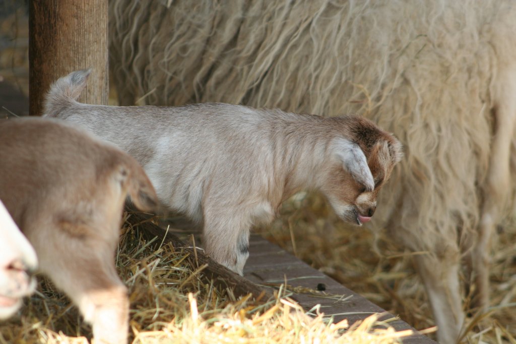 Hat das geschmeckt. Junge Afrikanische Zwergziege nach der Nahrungsaufnahme. Wilhelma 30.3.2008.
