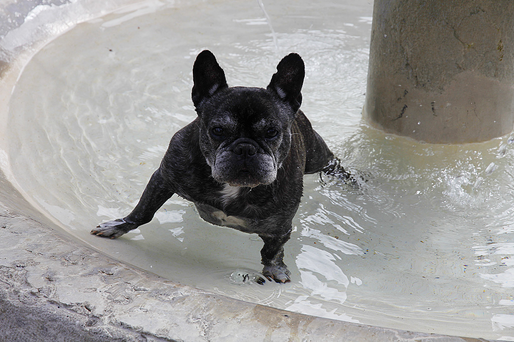 Holly, Franzsische Bulldogge, * Feb. 1999, † Mrz 2013, im khlenden Wasser eines Brunnens am 29. Mrz 2010, 14:55