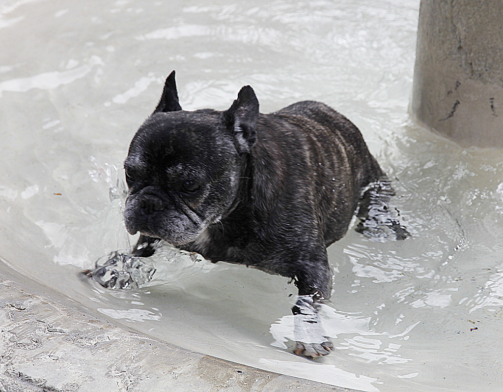 Holly, Franzsische Bulldogge, * Feb. 1999, † Mrz 2013, whrend dem Sprung aus dem Brunnen, 29. Mrz 2010, 14:55