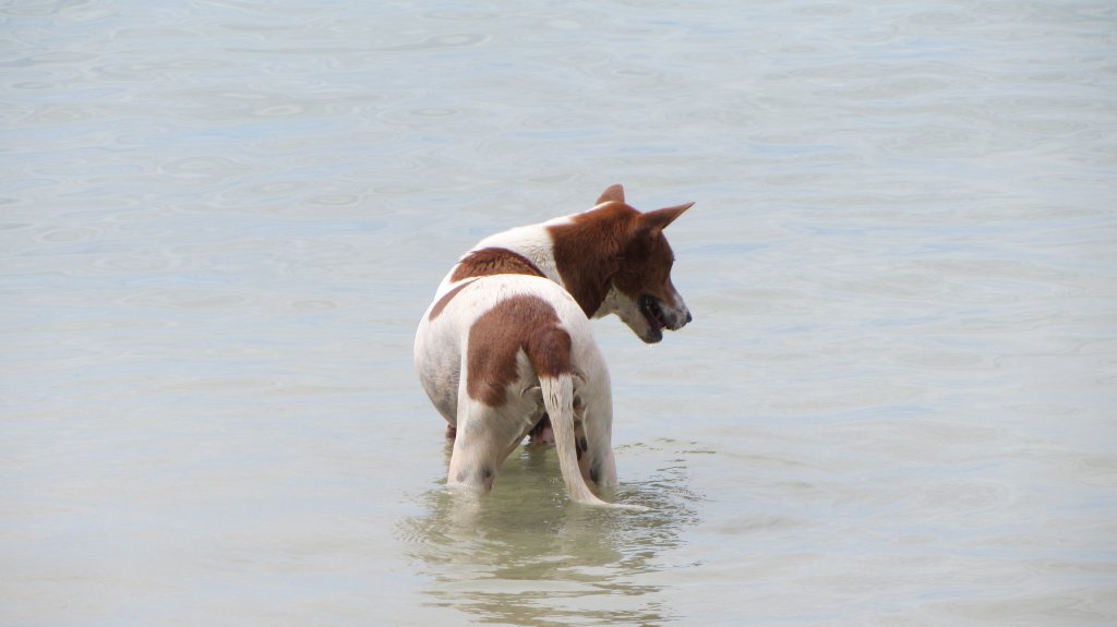 Hund beim Baden in Phuket am 3.1.2012.