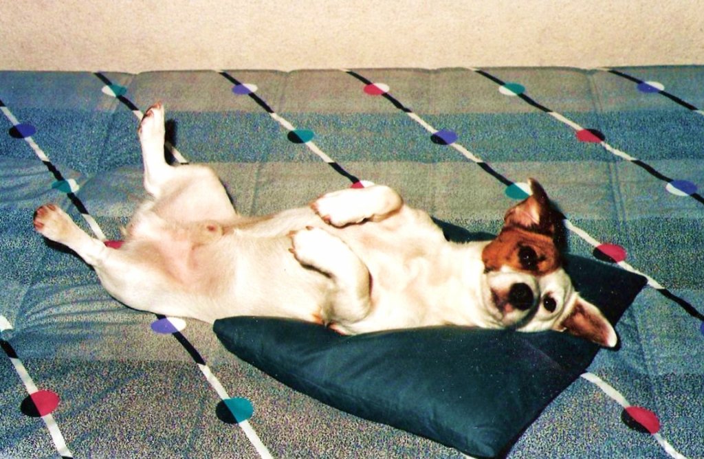 Ich war immer ein  lieber  Hund.Pucki (Mrz 1986-April 2000).