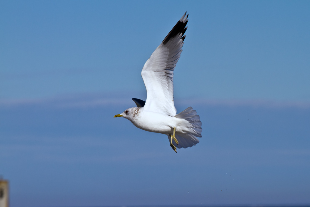 Im Anflug - 07.03.2011  