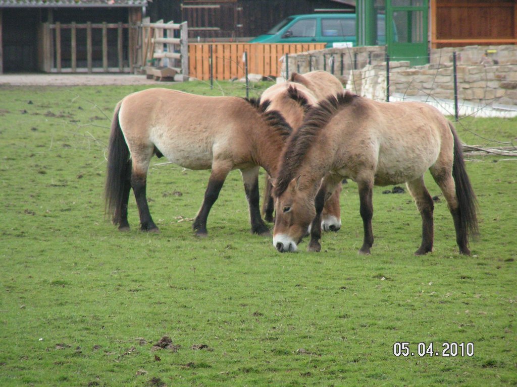 Im Wisengehege bei Springe.  