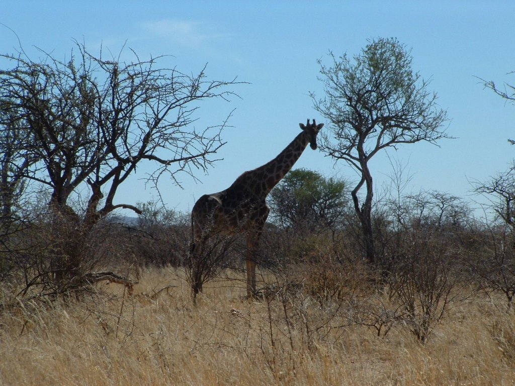 In Afrikaans heisst die Giraffe  Kameelperd . Eine durchaus berechtigte Bezeichnung... Namibia.