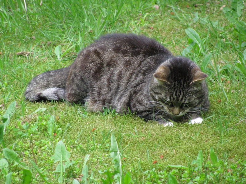 In Hamburg, Moorredder habe ich diese Hauskatze beim Gras rupfen erwischt [19.05.2011]